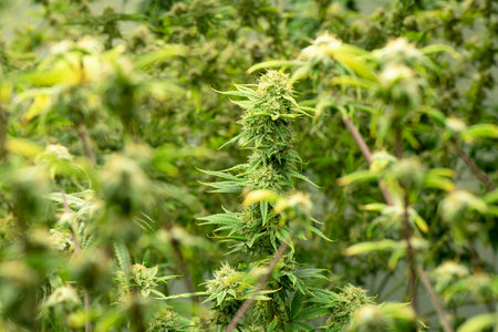 Blooming cannabis ready to be used for extraction into various products medical and food or drink...