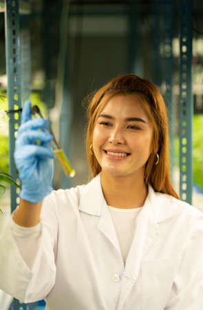 Scientist at cannabis farm with extracted cannabis oil Among the cannabis plants growing beautiful leaves in the plantの写真素材