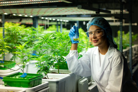 Scientist at cannabis farm with extracted cannabis oil Among the cannabis plants growing beautiful leaves in the plantの写真素材