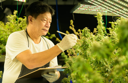 Farm worker with beautiful cannabis plants growing in the factory. Checking the integrity of the stems and leaves in the nursery in order to get quality cannabis ready to be extracted into cannabis products.の写真素材