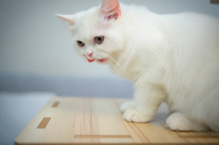Persian cat one of the most popular breeds of attractive cats. With a lovely hairy appearance, serene, and devoted to the owner.の写真素材