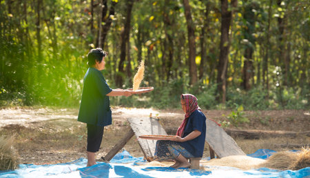 Rural life of Thai farmers More than 70% have to live on farming. Sifting rice with baskets that farmers are doing as shown in the picture is a method of separating rice from the husk.の写真素材