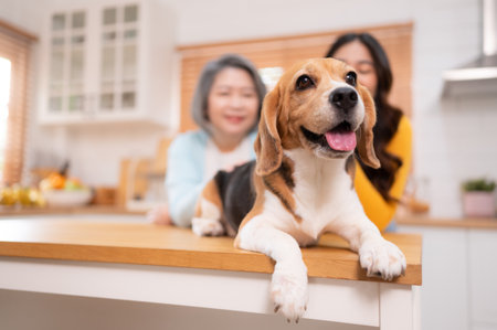 Beagle dog with mother and daughter on weekend getaway they are cooking together in the kitchen of the house.の写真素材