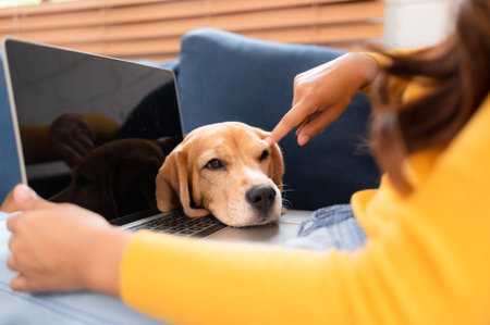 Asian young woman with beagle dog with dog training activities to obey commands in the living room...