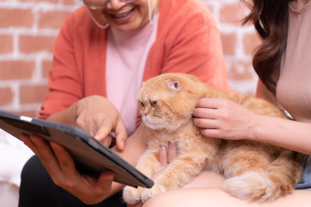 The intelligent Persian cat is staring at the favorites on the tablet screen.の写真素材