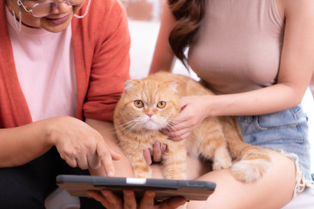 The intelligent Persian cat is staring at the favorites on the tablet screen.の写真素材