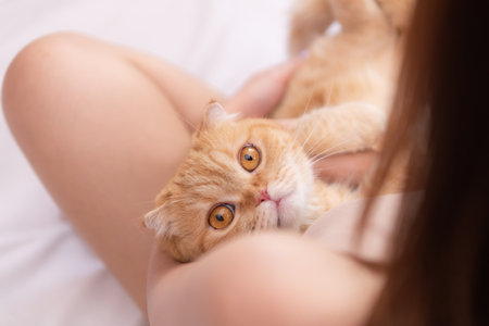Persian cat in owner's arms gaze warmlyの写真素材