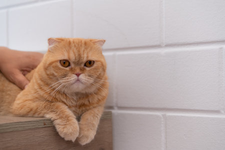 The intelligent Persian cat Lie still after eating of meal.の写真素材