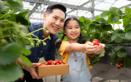 A father and daughter visit an organic strawberry garden on a closed farm. Have fun picking strawberries together.の写真素材