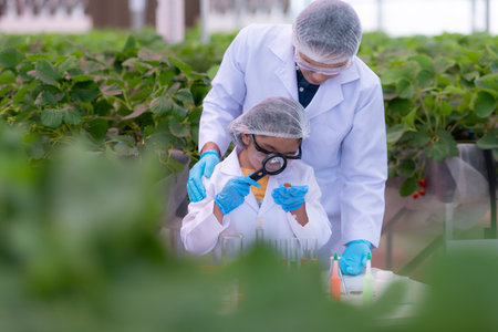 In the closed strawberry garden, a young scientist conducts a strawberry nutrient production experiment with her science class.の写真素材