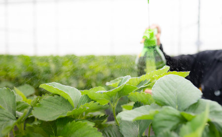 Scientists are injecting nutrient water onto strawberry leaves. In the closed strawberry garden