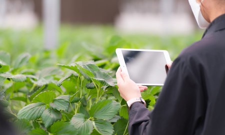 Scientists are examining the growth of strawberries grown with scientific technology in a closed strawberry gardenの写真素材
