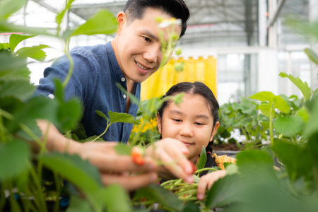 A father and daughter visit an organic strawberry garden on a closed farm. Have fun picking strawberries together.の写真素材