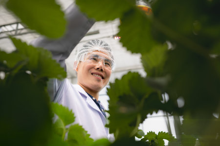 Strawberry nutrition experiments are being conducted by scientists. In the closed strawberry garden