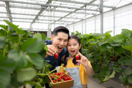 A father and daughter visit an organic strawberry garden on a closed farm. Have fun picking strawberries together.の写真素材