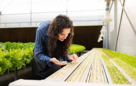 Organic vegetable garden owner, small businesswoman inspecting sprouts of vegetables in his organic vegetable garden.の写真素材