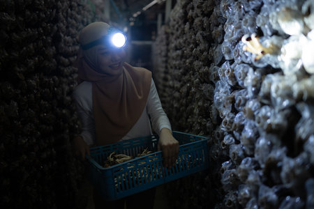 Portrait of a young asian muslim woman working at a mushroom factory, Picking mature of mushrooms in mushroom house.の写真素材