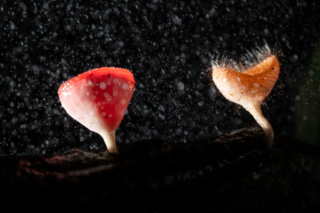 Champagne mushroom and hairy mushroom in rain forest at Saraburi Province, Thailand,の写真素材