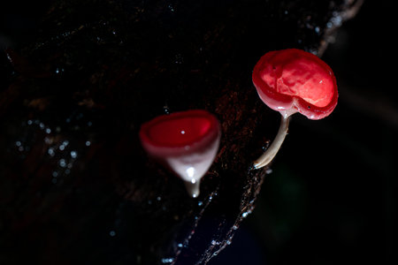 Champagne mushroom in rain forest at Saraburi Province, Thailand,