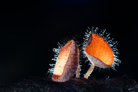 Hairy mushroom in rain forest at Saraburi Province, Thailand,の写真素材
