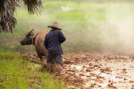 On the morning with golden sunlight in the rice fields in rural Thailand, Farmers and their lifestyle of rice farming based on the seasonsの写真素材