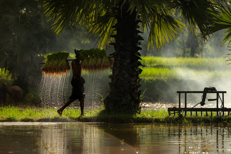 On the morning with golden sunlight in the rice fields in rural Thailand, Farmers and their lifestyle of rice farming based on the seasonsの写真素材