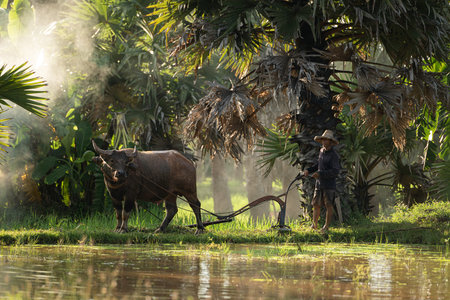 On the morning with golden sunlight in the rice fields in rural Thailand, Farmers and their...