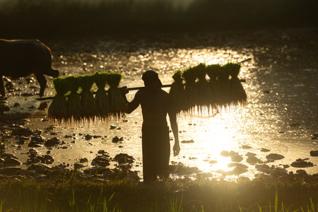 On the morning with golden sunlight in the rice fields in rural Thailand, Farmers and their lifestyle of rice farming based on the seasonsの写真素材