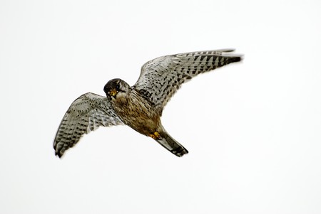 Kestrelの写真素材