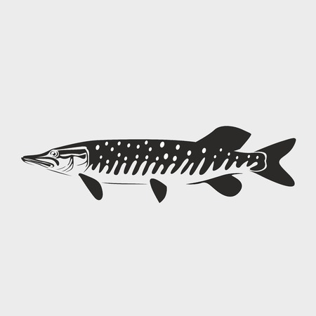 pike fish vector illustration on white backgroundのイラスト素材