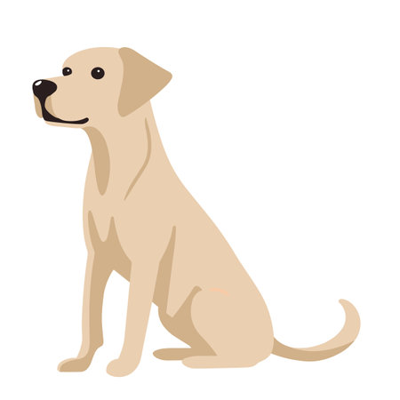 Labrador retriever on a white background. Vector illustrationのイラスト素材