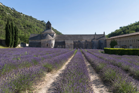 Abbey and Monastery of Senanque with Rows of Lavender, Vaucluse, Provence, Franceのeditorial素材