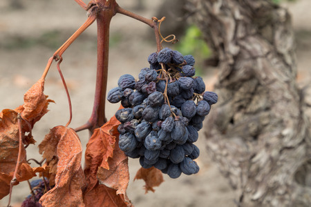 Organic Dry Raw Raisins on the Vine, Dried Grapesの写真素材
