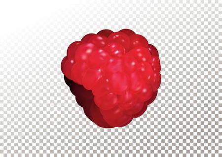 Vector illustration of ripe realistic raspberry on transparent background.のイラスト素材