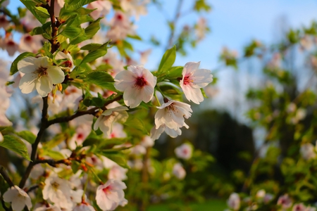 blossoming tree with little white flowers shot in regent park in londonの写真素材