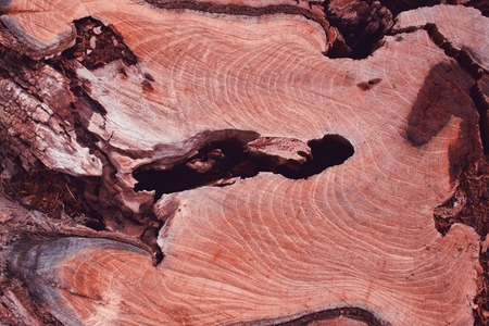 Beautiful brown wood background or textureの写真素材