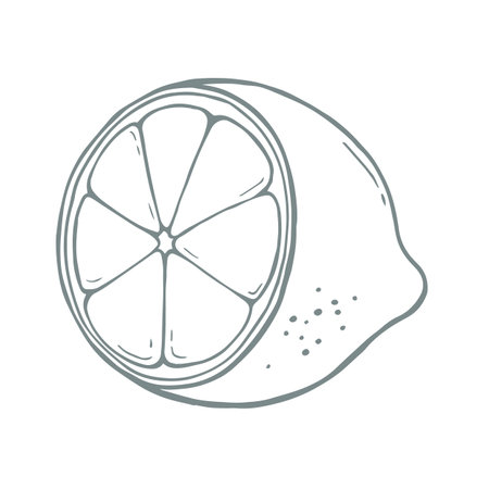 Vector illustration of lemon fruit on white color background. Flat line art style design of black and white cut lemon for web, banner, poster, printのイラスト素材