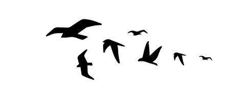 Vector illustration of beautiful flying flock of bird on white color background. Black and white flat style design flock of bird for web, banner, print, textile, greeting cardのイラスト素材