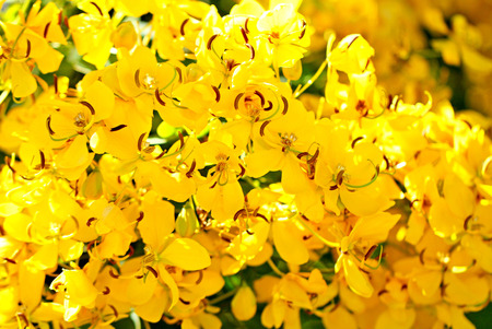 Cassod tree, cassia siameaの写真素材