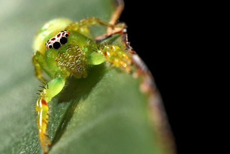 Green Jumping Spider - Mopsus mormonの写真素材
