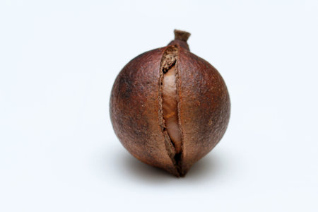 cracked macadamia nutsの写真素材