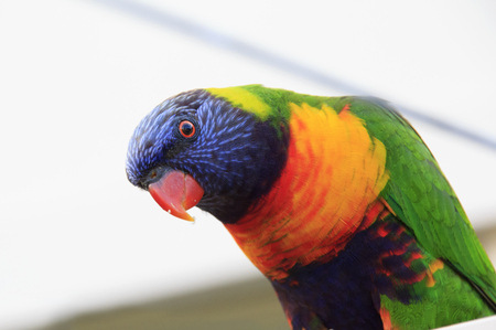 Rainbow Lorikeetの写真素材