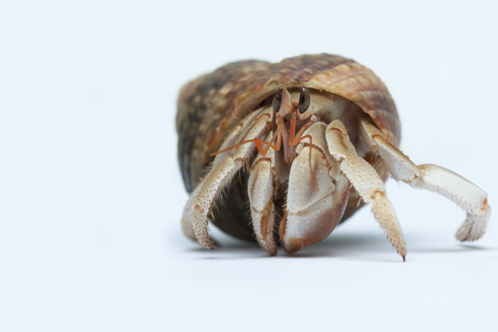 Hermit Crab on white backgroundの写真素材