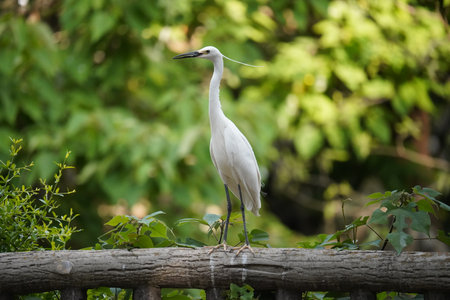 Capture the graceful side posture of the white egret in the natureの写真素材