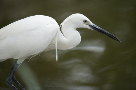 Capture the graceful side posture of the white egret in the natureの写真素材