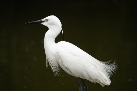 Capture the graceful side posture of the white egret in the nature