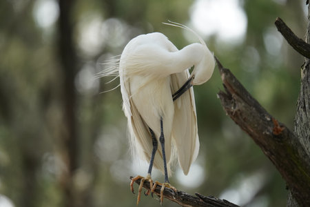 Capture the graceful side posture of the white egret on the tree branchesの写真素材