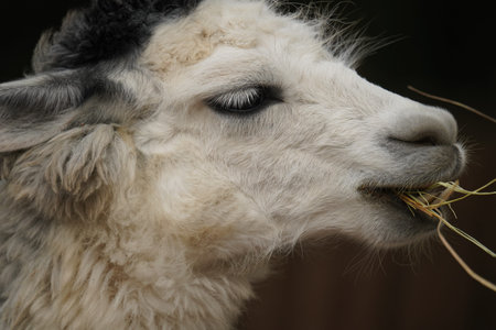 Long shot close-up of a sheep head eating food with telephoto lensの写真素材