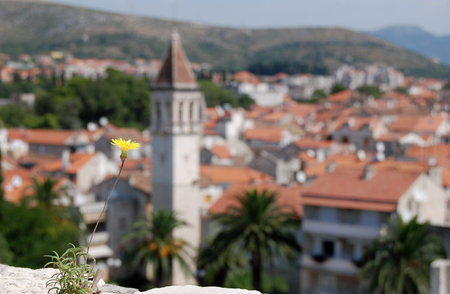 Yellow flower and aerial view of Trogir, Croatia