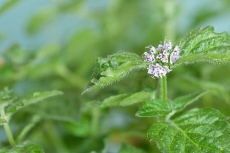 Leaves and flowers of mint